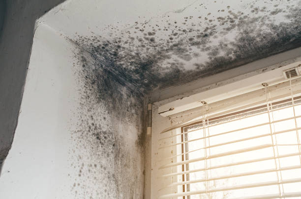 Affordable Attic Mold Remediation solutions in Nicktown, PA